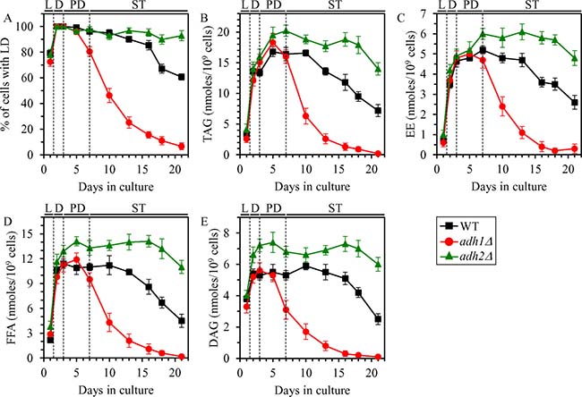 Effects of the adh1&#x0394; and adh2&#x0394; mutations on the abundance of LD, TAG, EE, FFA and DAG in non-CR yeast.