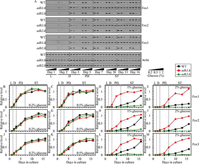 Effects of the adh1&#x0394; and adh2&#x0394; mutations on the concentrations of Fox1, Fox2 and Fox3 in yeast cultured under CR or non-CR conditions.