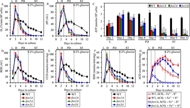 Effects of the fox1&#x0394;, fox2&#x0394; and fox3&#x0394; mutations on vital traits of mitochondrial functionality, including ATP synthesis, in yeast cultured under CR conditions.