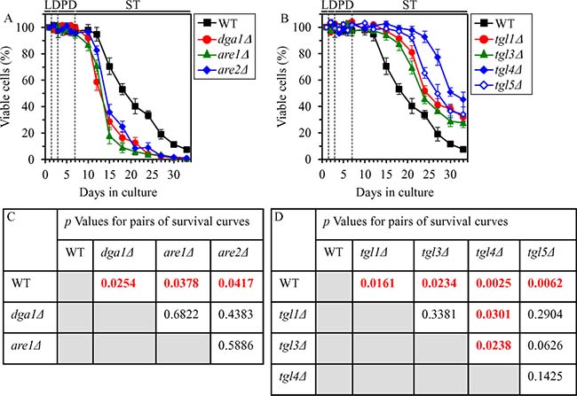 Effects of the dga1&#x0394;, are1&#x0394;, are2&#x0394;, tgl1&#x0394;, tgl3&#x0394;, tgl4&#x0394; and tgl5&#x0394; mutations on CLS in yeast cultured under CR conditions.