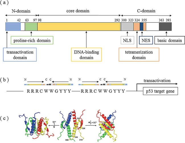 Structure of the tetramer formation domain in p53 protein.