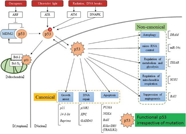 Scheme of the p53 pathway.