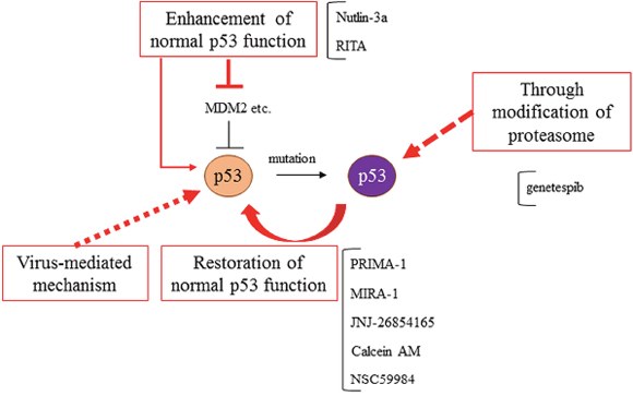 Mutant p53s targeted therapies.