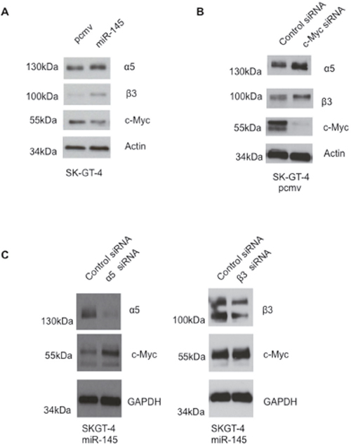 miR-145 expression in EAC cells leads to higher expression of integrins &#x03B1;5 and &#x03B2;3 but lower expression of c-Myc.