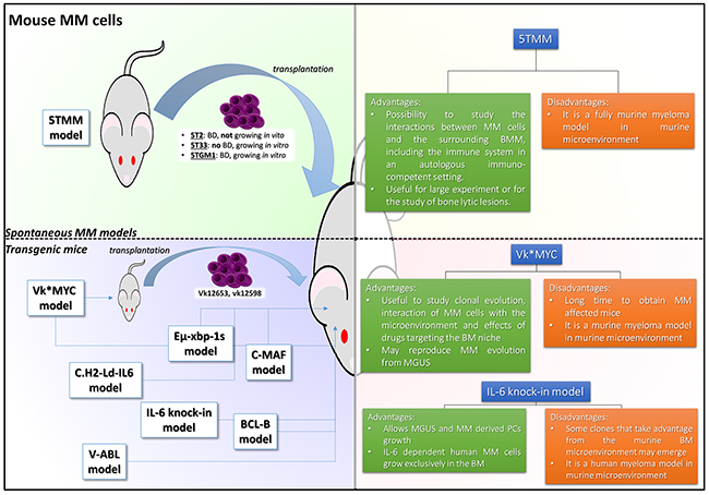 5TMM and TG mouse models of MM.