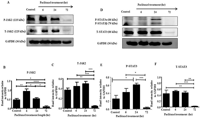 JAK2 and STAT3 activation in HEY cells in response to paclitaxel treatment by Western blot.