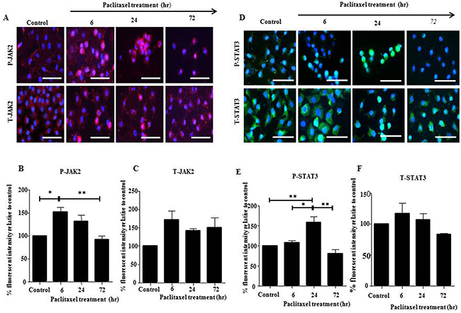 JAK2 and STAT3 activation in HEY cells in response to paclitaxel treatment by immunofluorescence.
