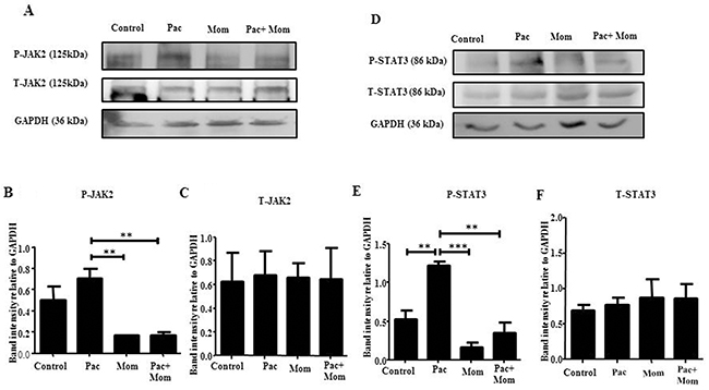 Effect of paclitaxel and/or momelotinib treatment on the activation of JAK2 and STAT3 in HEY cells by Western blot.