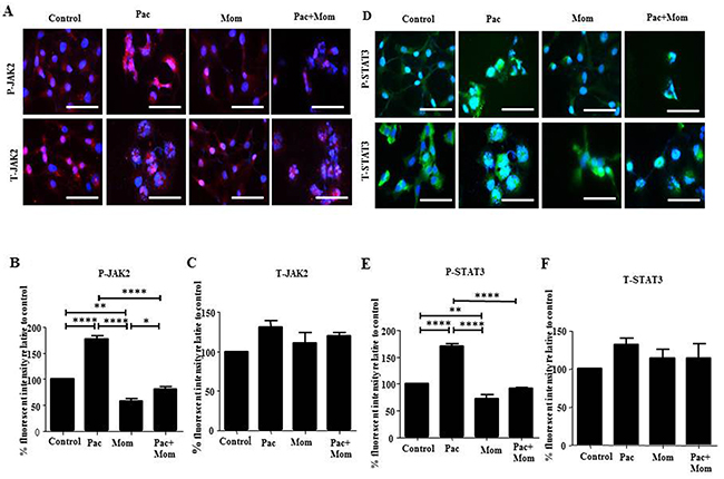 Effect of paclitaxel and/or momelotinib treatment on JAK2 and STAT3 activation in HEY cells by immunofluorescence.