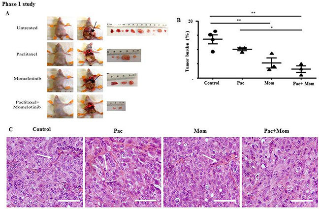 Tumor burden and histology of tumor xenografts derived from mice intraperitoneally injected with HEY cells and treated with either paclitaxel, momelotinib or a combination of both (Phase 1).