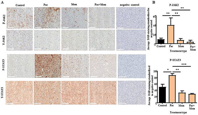 Immunohistochemical analysis of P-JAK2, T-JAK2, P-STAT3 and T-STAT3 expression in tumor xenografts derived from mice intraperitoneally injected with HEY cells in Phase 1.