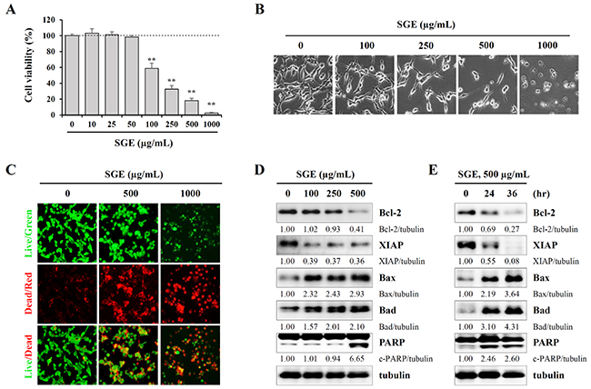 SGE decreases viability and induces apoptotic death in CT-26 murine colon carcinoma cells.