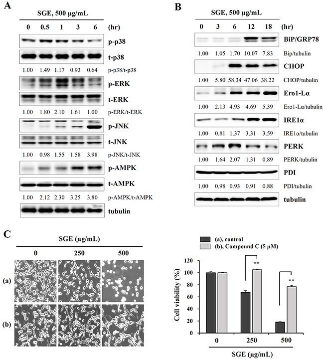 SGE increases the phosphorylation of MAPK and AMPK and induces ER stress.