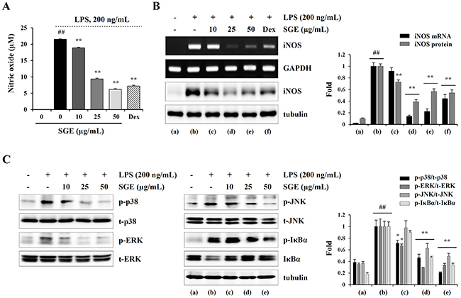SGE inhibits LPS-induced NO production and MAPK/NF-&#x03BA;B activation in Raw 264.7 cells.