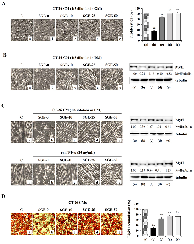 SGE attenuates CT-26 CM-induced muscle atrophy in C2C12 cells and lipolysis of 3T3-L1 adipocytes.