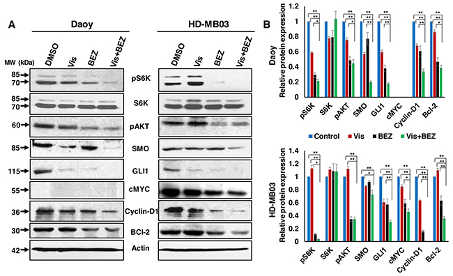 Combination efficacy of Vis and BEZ on associated pathways/molecules.