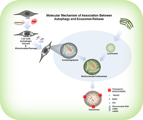 Model represents the activation of autophagy, formation of autophagosomes and release of exosomes from the rotenone treated CSCs.