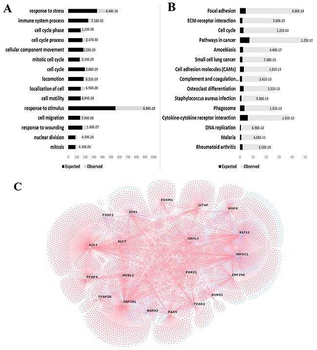 Gene enrichment analyses indicate FOXM1 as an important transcriptional factor in ESCC.