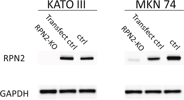 Western blot analysis of RPN2 expression in MKN74 and KATO III cells knocked out of RPN2 expression by genome editing.