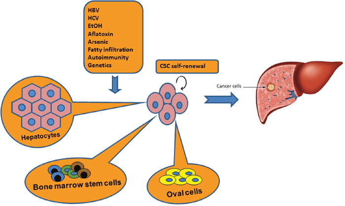 Origin of CSCs in pathogenesis of HCC.