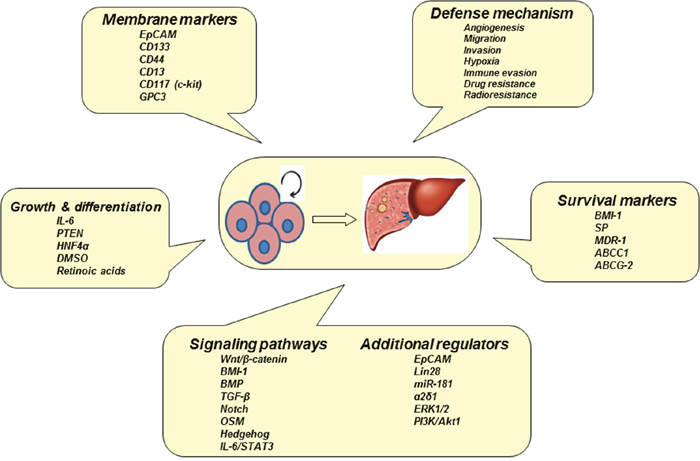 Biomarkers and signaling pathways of CSCs.