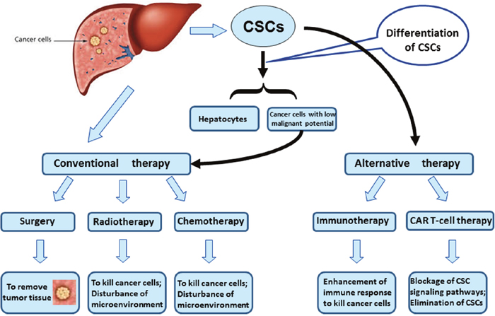 Novel therapeutics based on CSC targets.