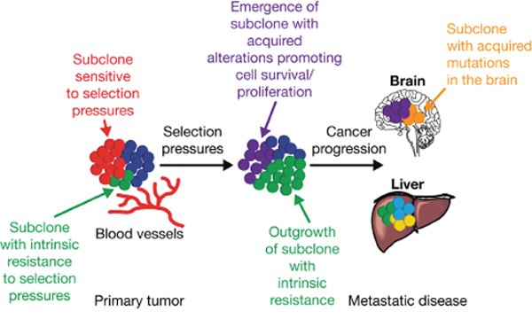 Intratumor heterogeneity and clonal evolution.