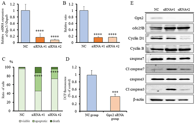 Gpx2 siRNA transfection and ROS signals in BC31 cells.