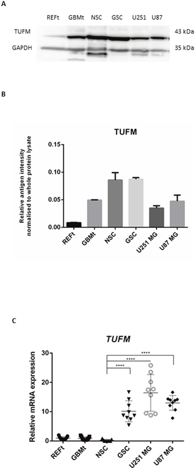 Protein and mRNA expression of TUFM.