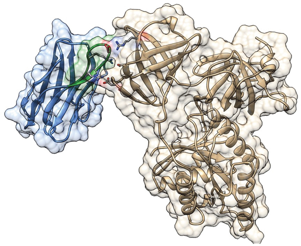 Three-dimensional model for the complex between Nb206 (metal-blue with CDR3 in green) from Lama glama and its target human mitochondrial elongation factor (EF-TU/ TUFM; gold).