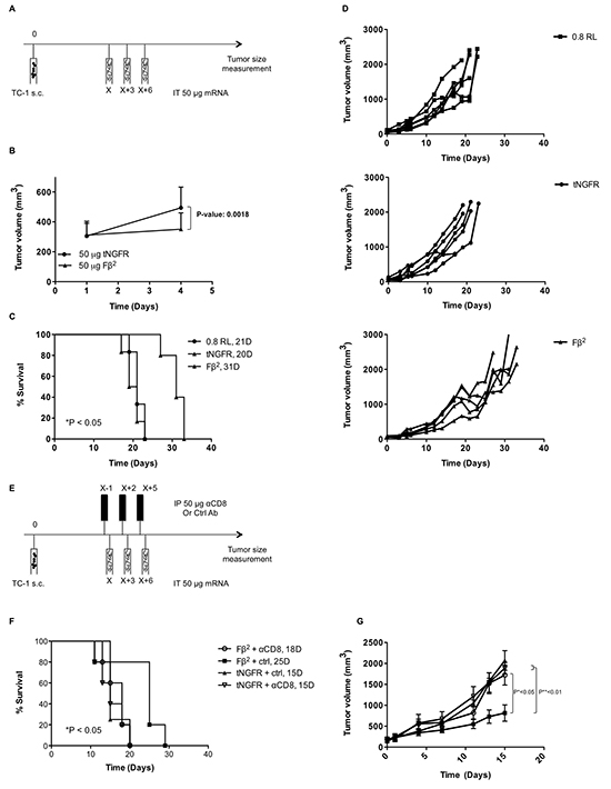 Intratumoral delivery of F&#x03B2;2 mRNA to TC-1 bearing mice delays tumor growth.