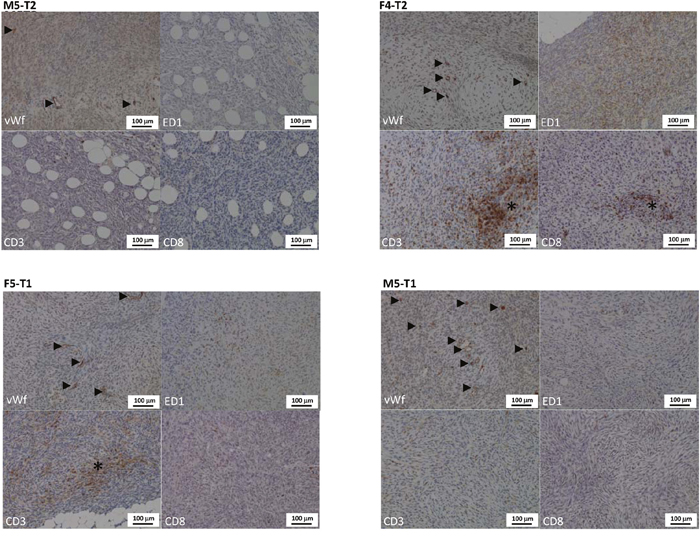 Distinctive features of the vascular and immune stroma of the four models of experimental malignant mesotheliomas.