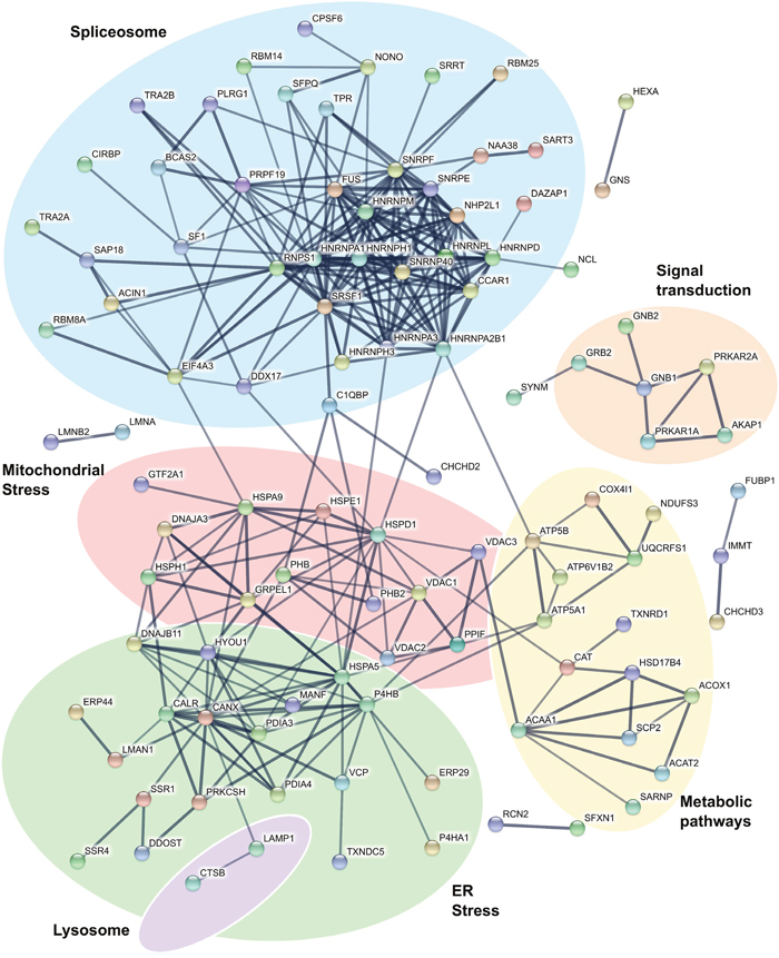 Interactions of proteins up regulated by imiquimod in DFT1 cells.