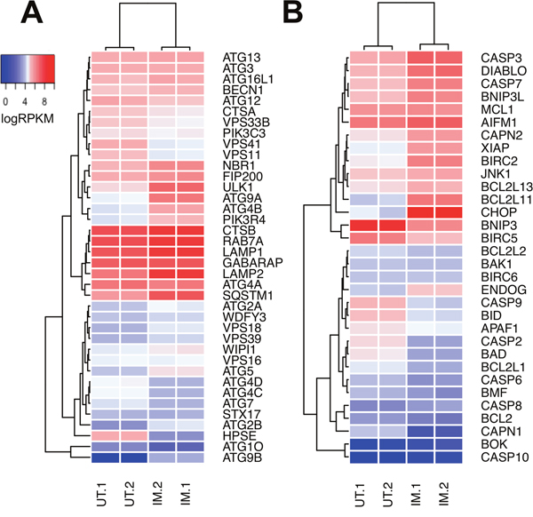 Relative expression of genes associated with autophagy and apoptosis in DFT1 cells after imiquimod treatment.