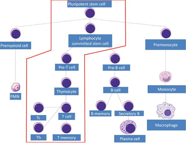 T cell lineage development.