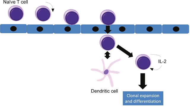 Circulation, rolling and adherence of na&#x00EF;ve T cells in the high endothelial venule (HEV), their diapedesis through the HEV wall, interaction with dendritic cells and activation.