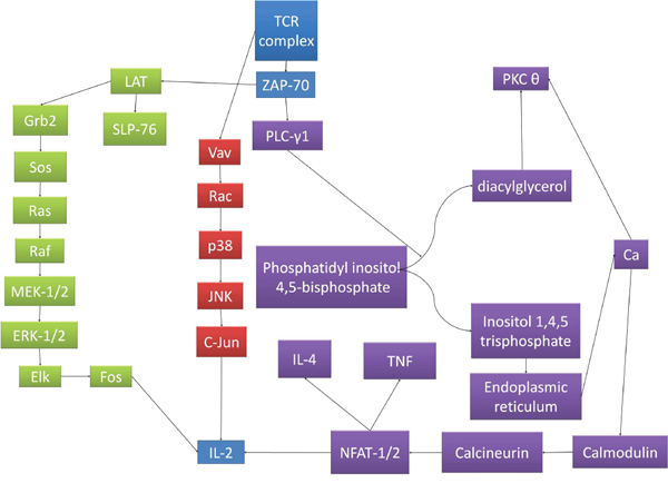 The signaling pathways for TCR complex activation.