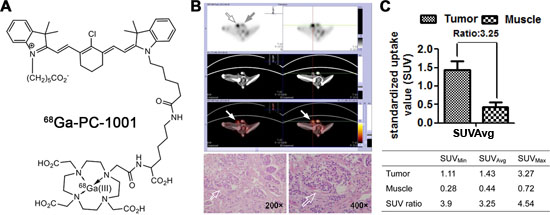 Preferential uptake and retention of 68Ga-PC-1001 in canine testicular tumors.