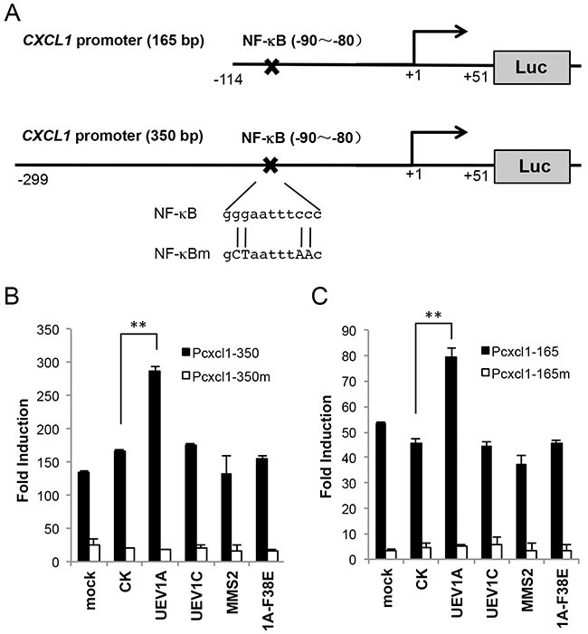 Uev1A regulates CXCL1 expression through an NF-&#x03BA;B target sequence in the CXCL1 promoter.