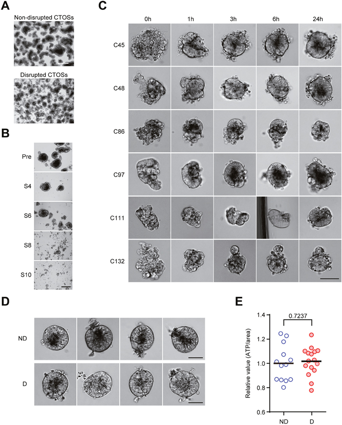 Reformation of cancer tissue-originated spheroid (CTOS) after mechanical disruption.