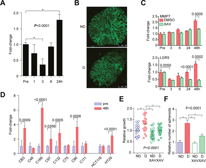 Activation of WNT signaling in the disruption/reformation process.