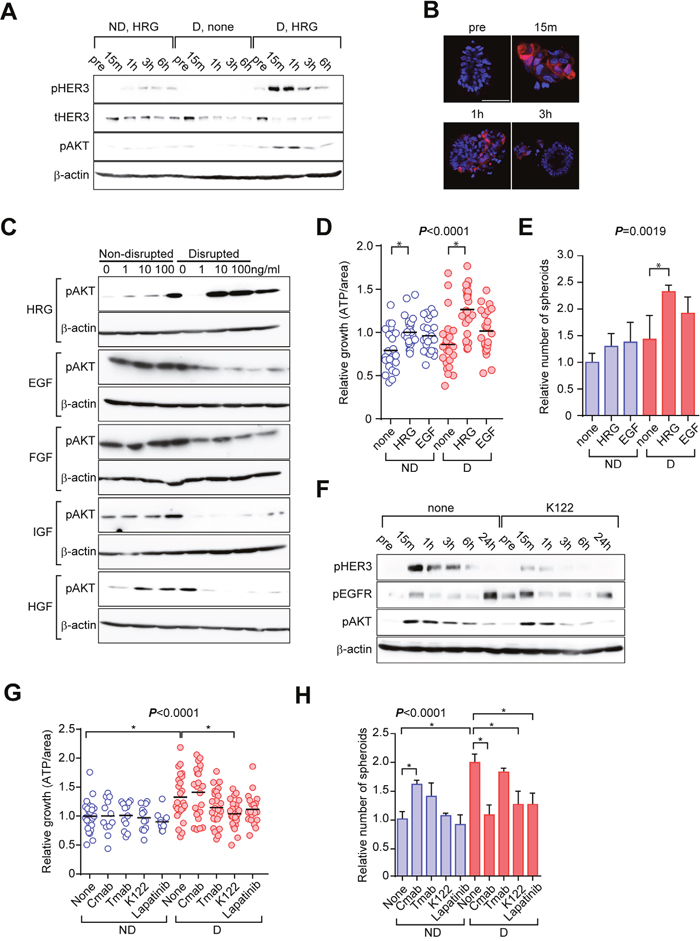 Activation of ERBB signaling is critical to the disruption/reformation process of C45 CTOSs.