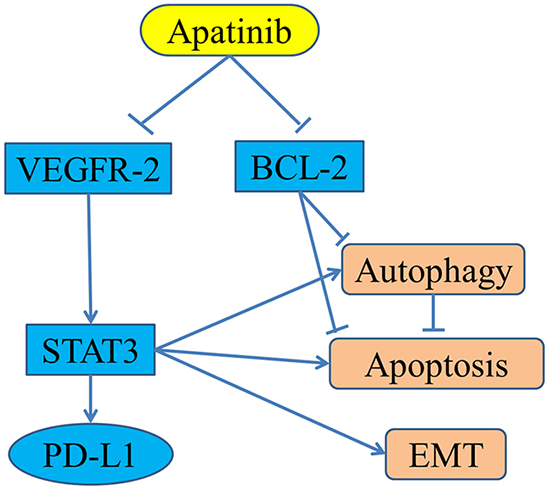 The reported anti-cancer mechanisms of apatinib in osteosarcoma.