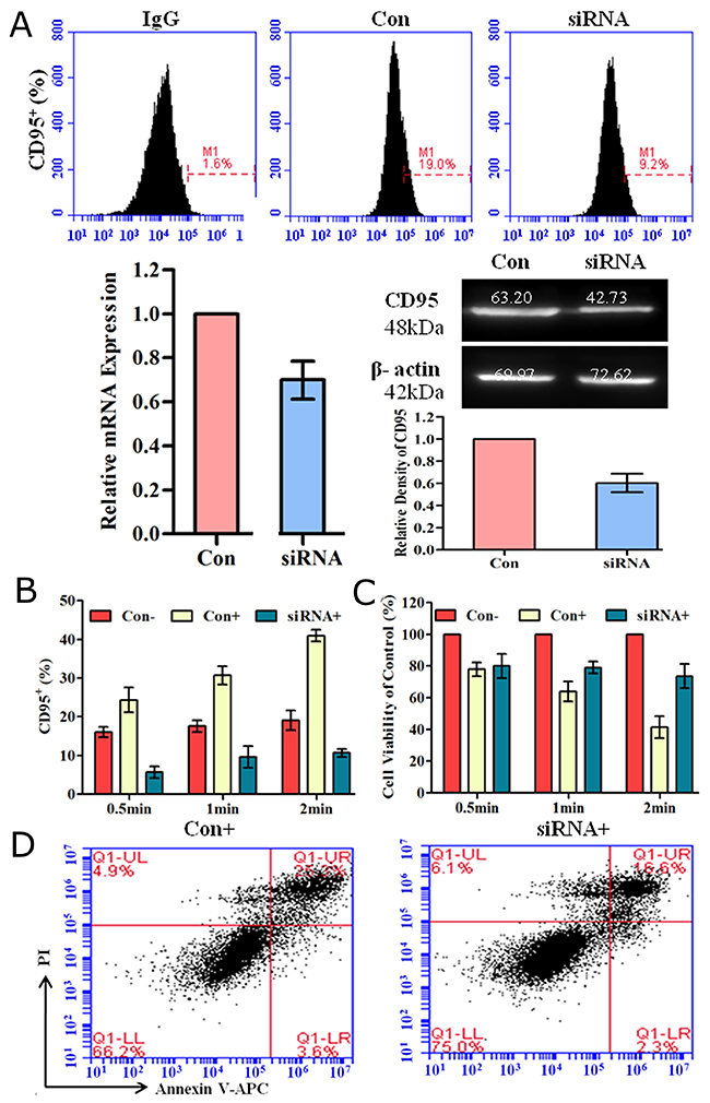 Down-regulation of CD95 expression by siRNA reduced plasma-induced cell apoptosis.