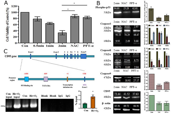 Involvement of p53 in CD95-mediated cell apoptosis by He&#x002B;O2 plasma treatment.