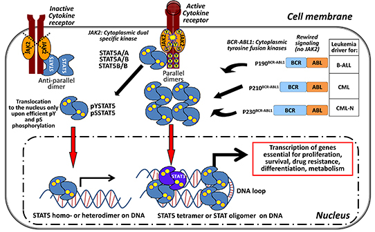 STAT5 &#x2013; the central signaling node in BCR-ABL1  + leukemia.