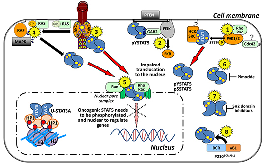Targeting STAT5A nuclear translocation at a glance in leukemia.