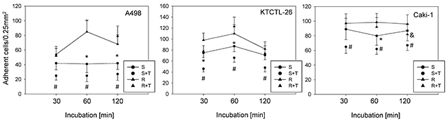 Adhesion of A498, KTCTL-26, and Caki-1 cells to HUVEC.