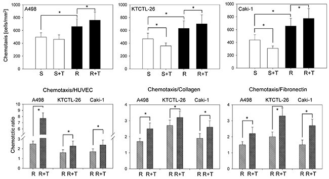 Temsirolimus resistance alters RCC chemotaxis.