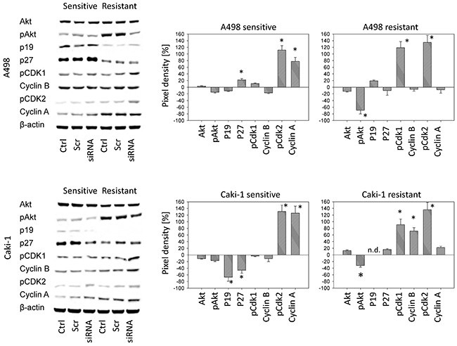 Left panel: Western blot analysis of the protein expression profile in drug-sensitive versus drug-resistant tumor cells following siRNA knock down of ITGA7.